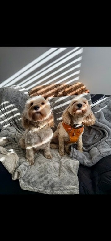 Two fluffy friends relaxing