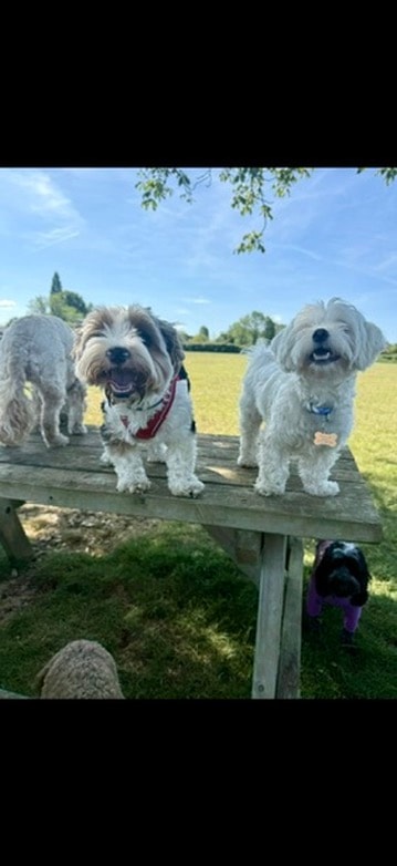 Dogs on the picnic bench