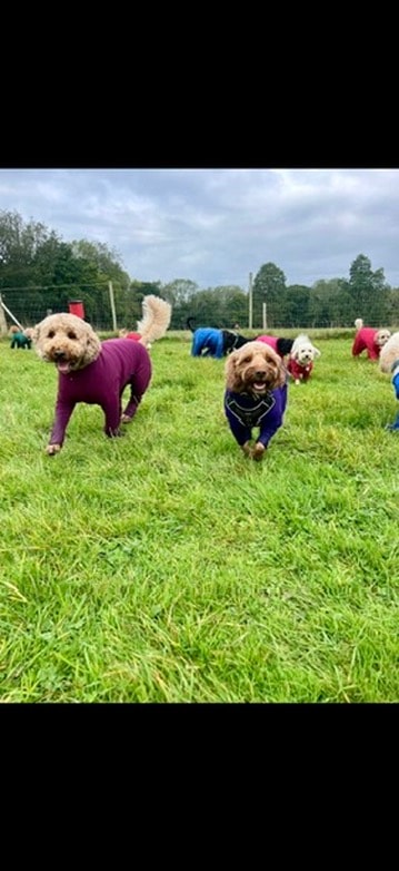 Dogs in colourful coats running through the field