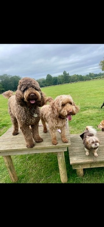 Dogs posing on the wooden platform in the field