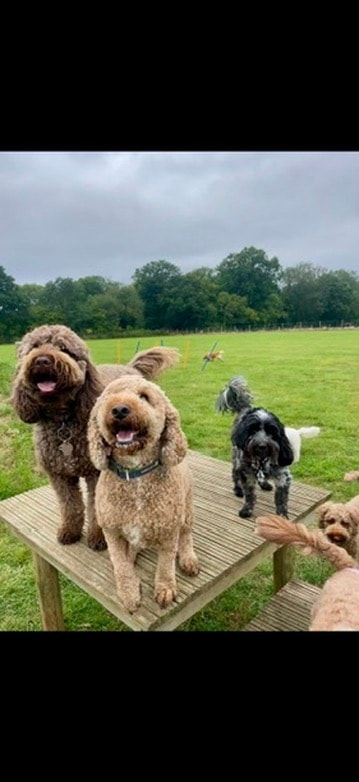 Happy dogs on the bench enjoying the outdoors