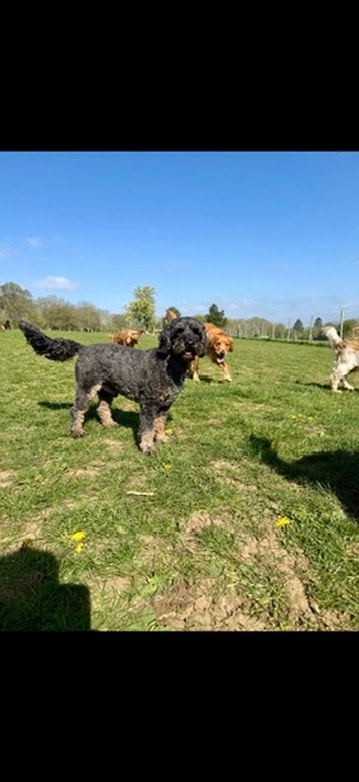 Black doodle enjoying a sunny day in the field