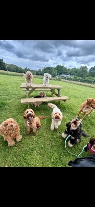 The gang gathered around the picnic table