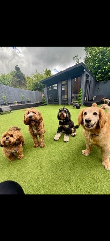 Four dogs in front of the Happy Paws studio