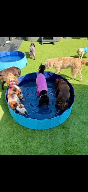 Dogs splashing in the paddling pool