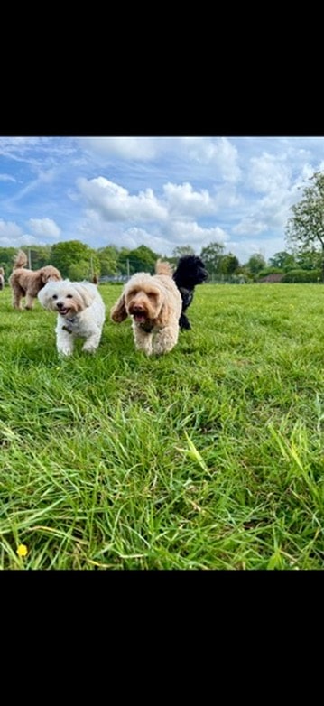 Three dogs running through the sunny field
