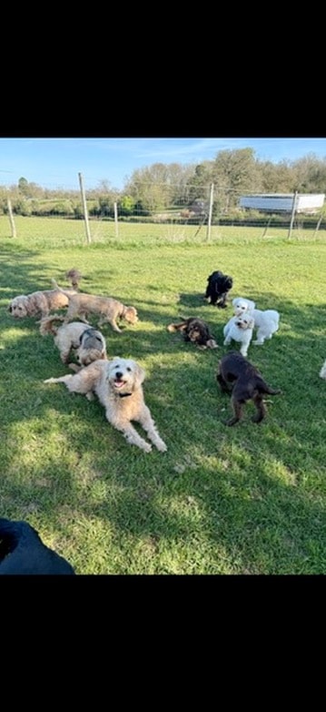 Eight dogs playing together in a sunny field