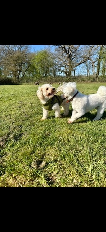 Two small dogs playing and chasing in the field