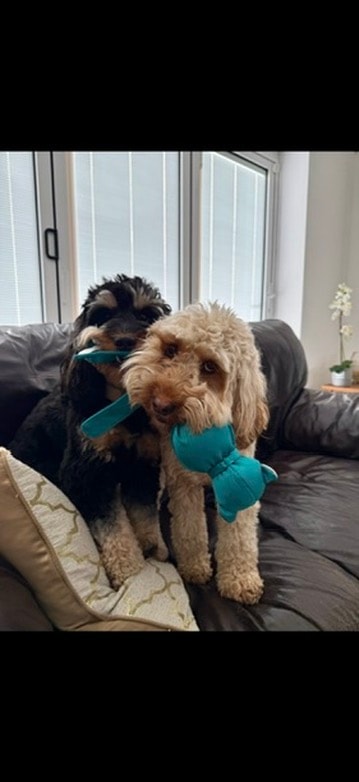 Two dogs sharing a toy on the sofa