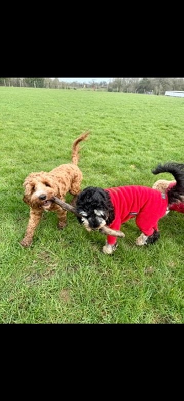 Two dogs playing tug of war with a stick