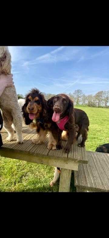 Two spaniels posing on the wooden platform