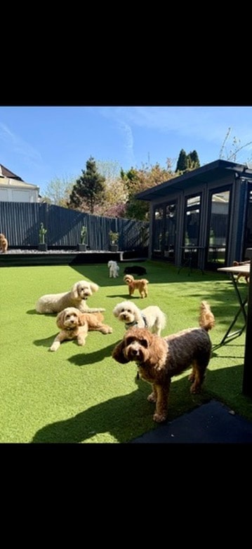 Dogs relaxing on the artificial turf in the sunshine