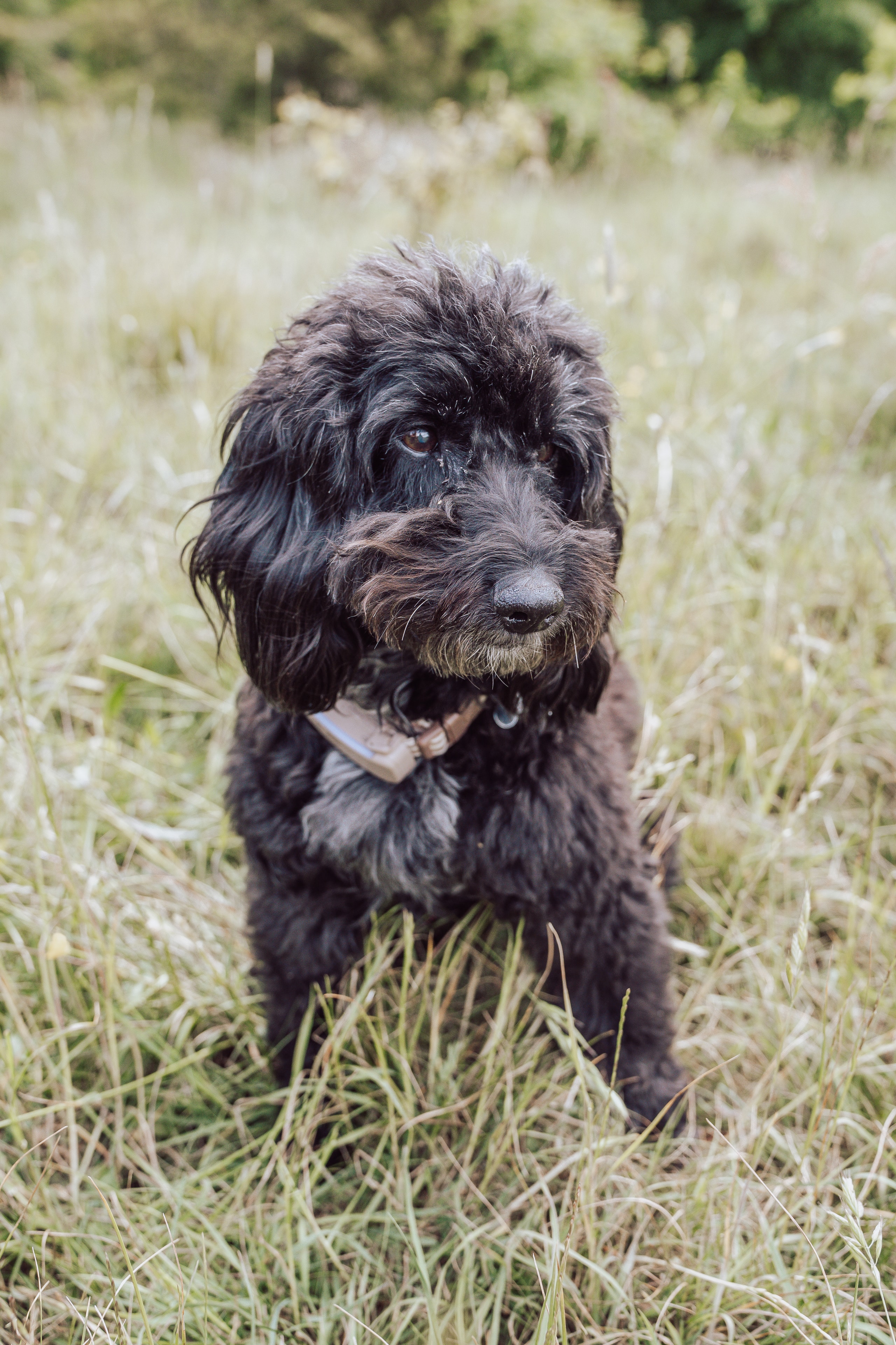 Tessie