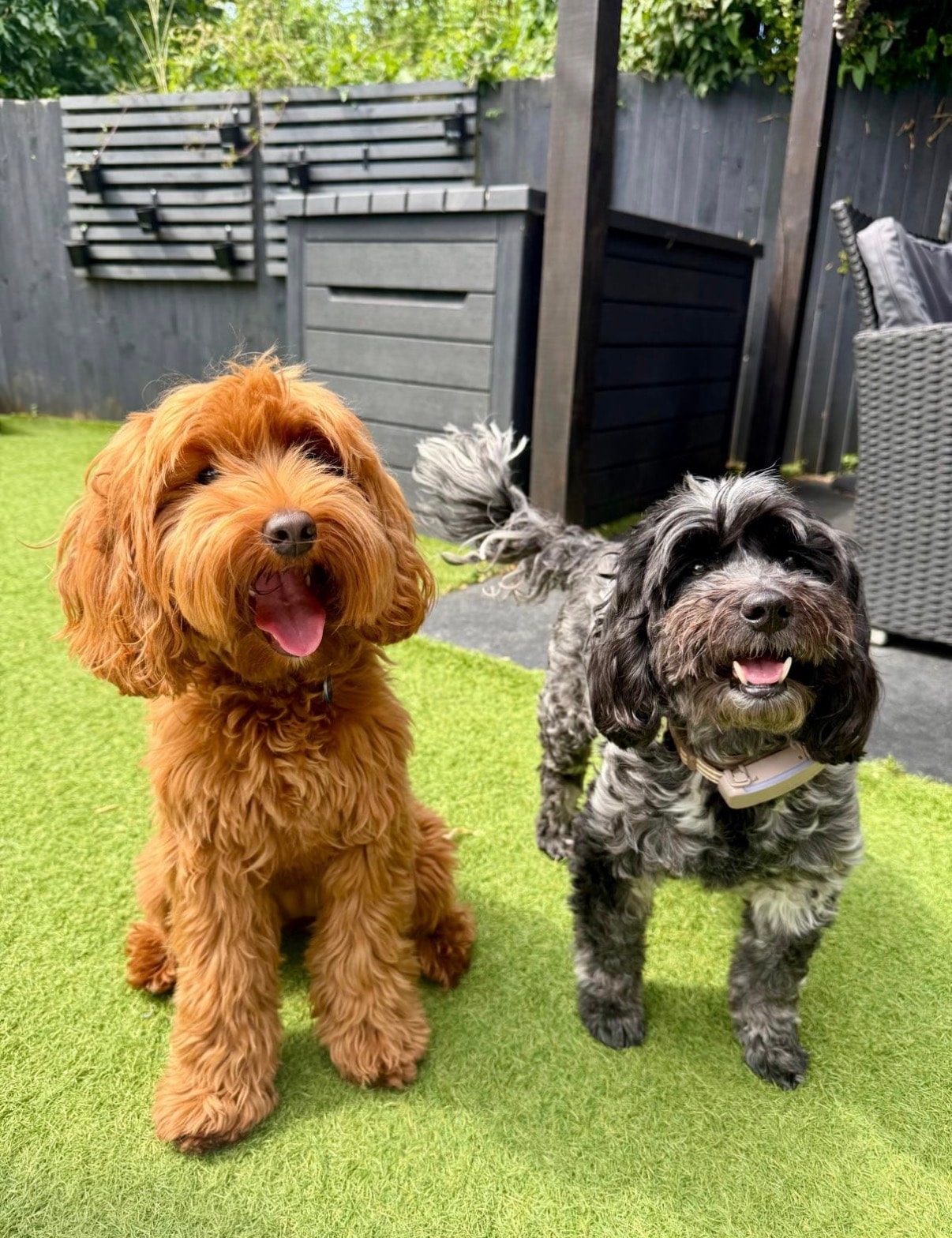 Two happy doodles sitting on the turf
