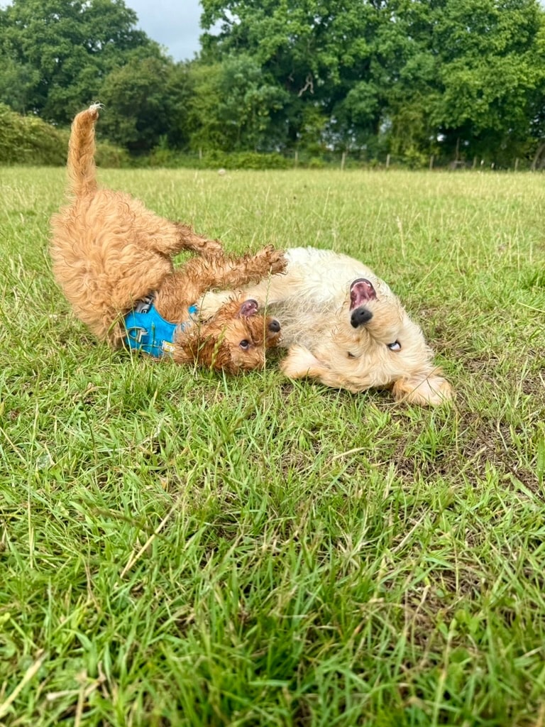Two puppies playing in the grassy field