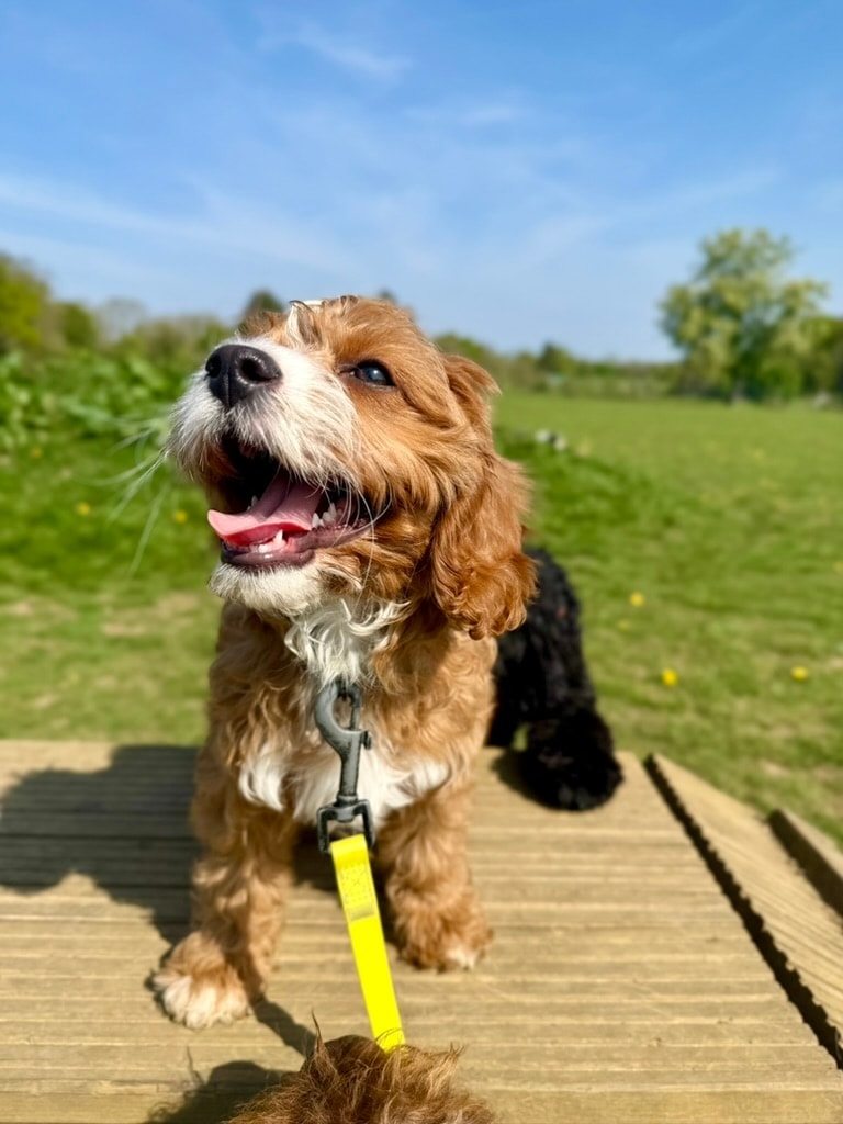 Happy dog on the wooden dock