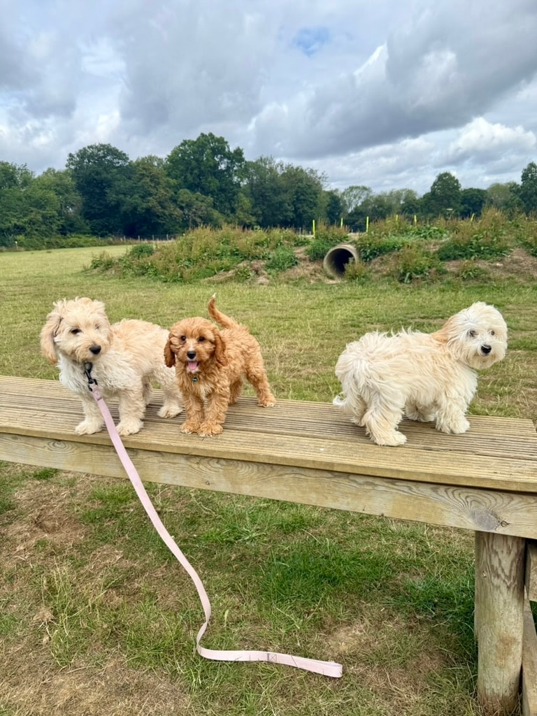 Three fluffy puppies standing on a wooden bench in the field