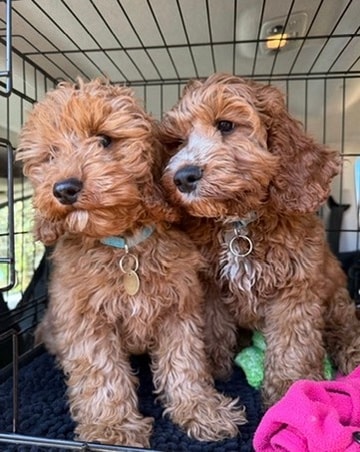 Two brown cockapoo puppies sitting together in a crate