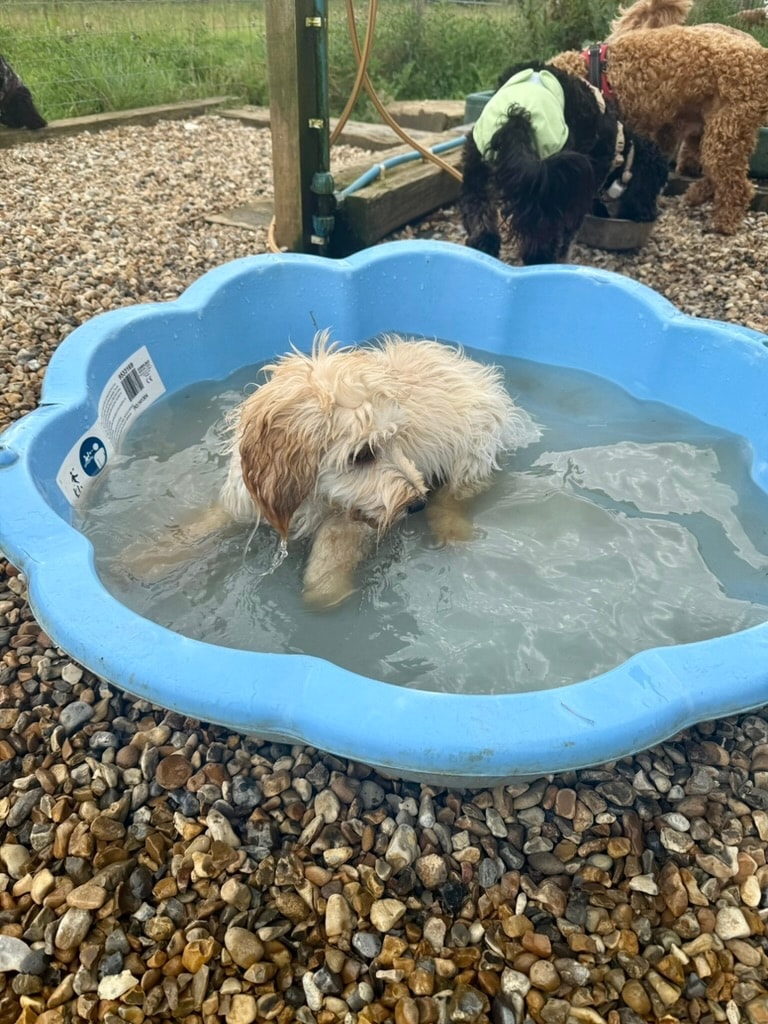 Puppy splashing around in a blue paddling pool