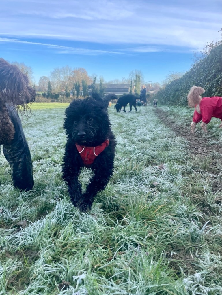 Black doodle puppy running through a frosty field in a red harness