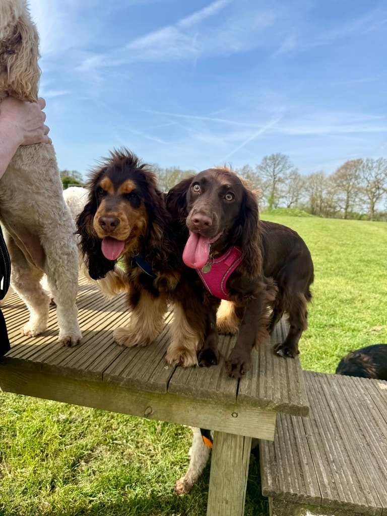 Two spaniels on the wooden bench