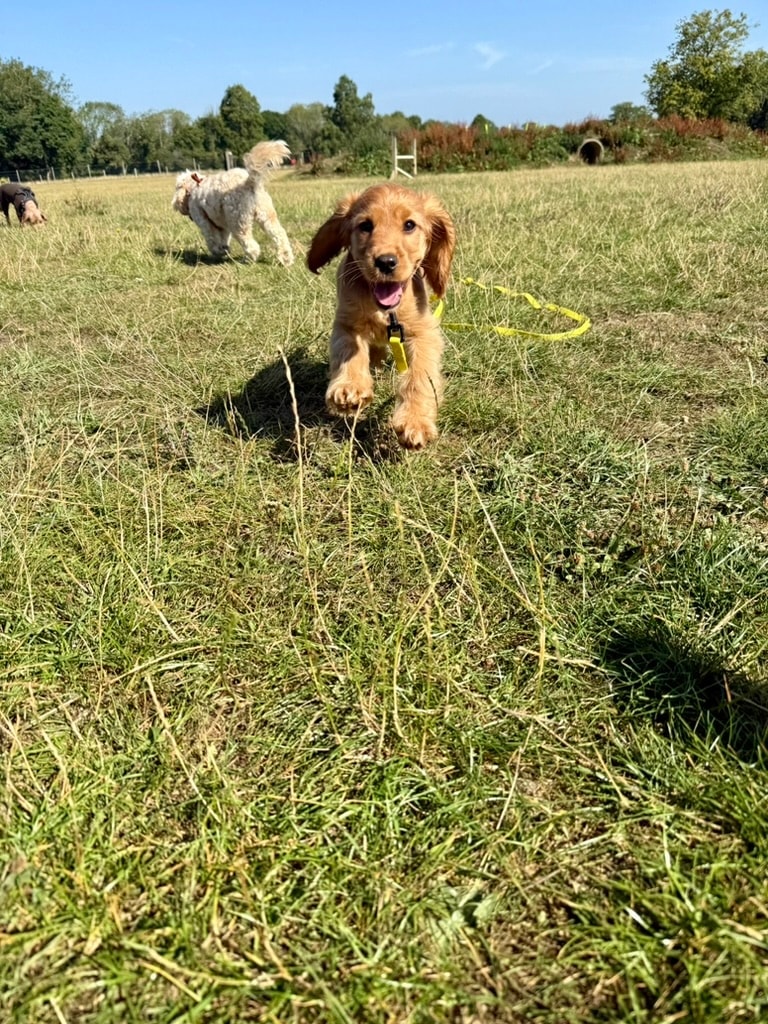 Cocker spaniel puppy running in the field