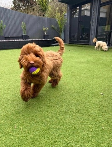 Puppy running with a ball on the turf