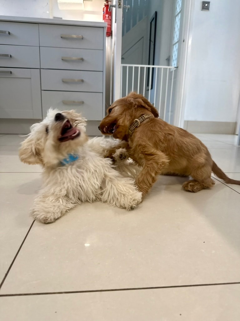 Two puppies playing together indoors