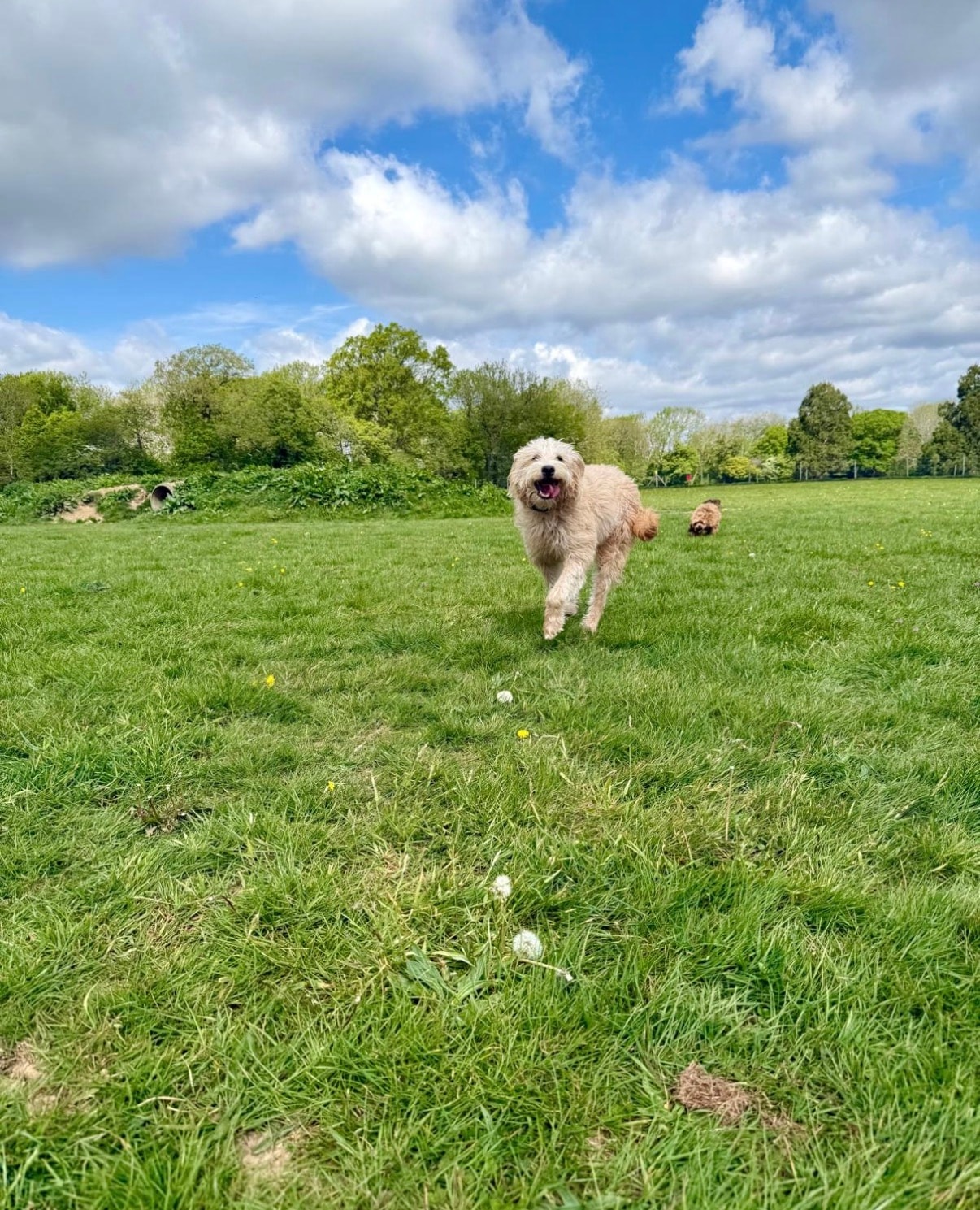 Goldendoodle running through the field