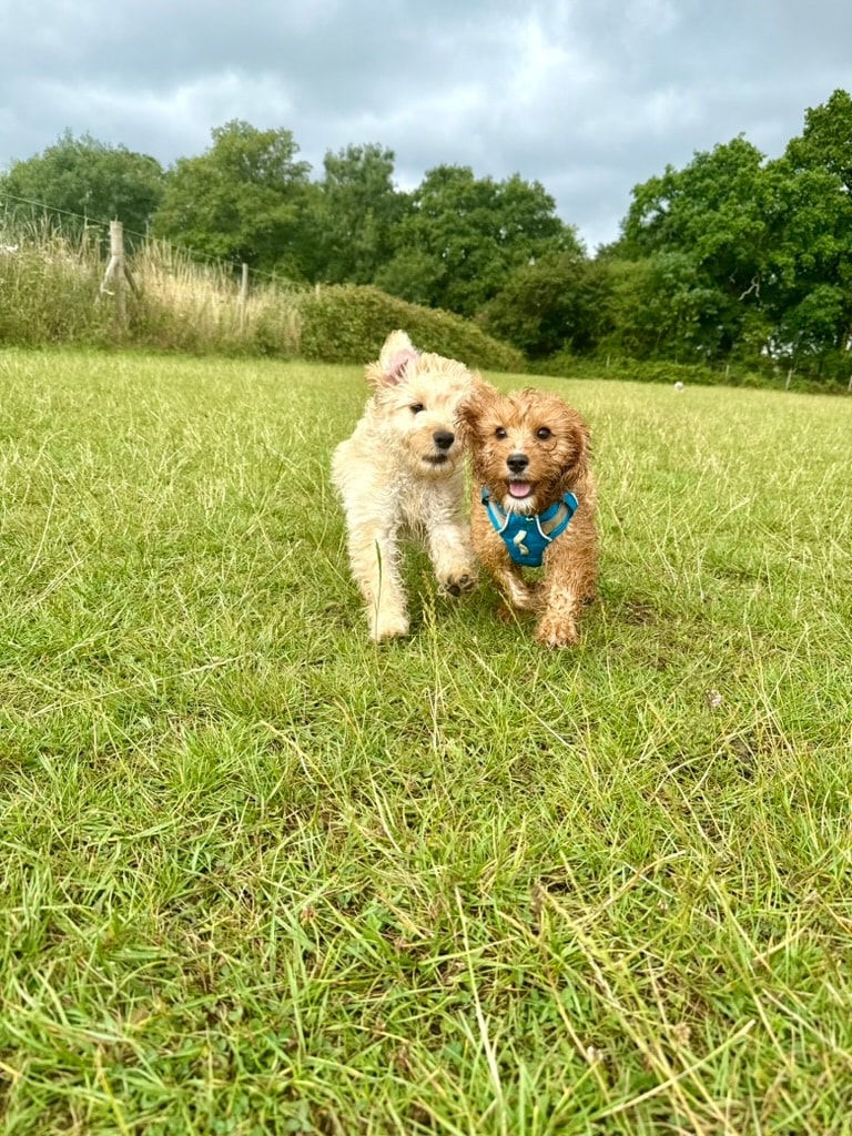 Two puppies running together in the rain