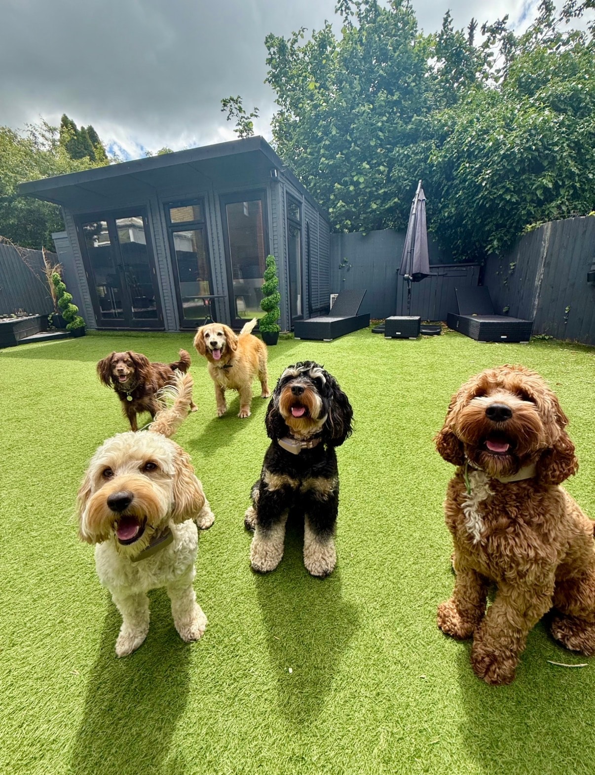 Doggy Daycare