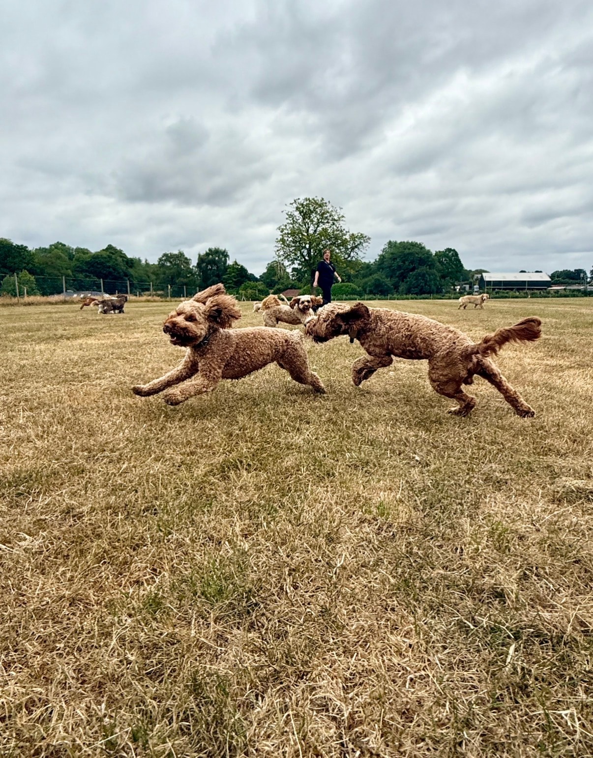 Dog Walking