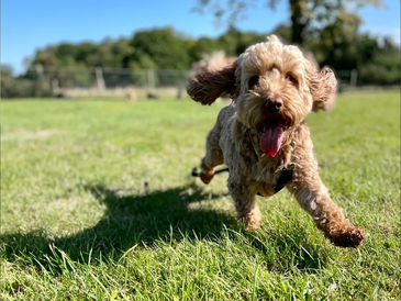 Benny